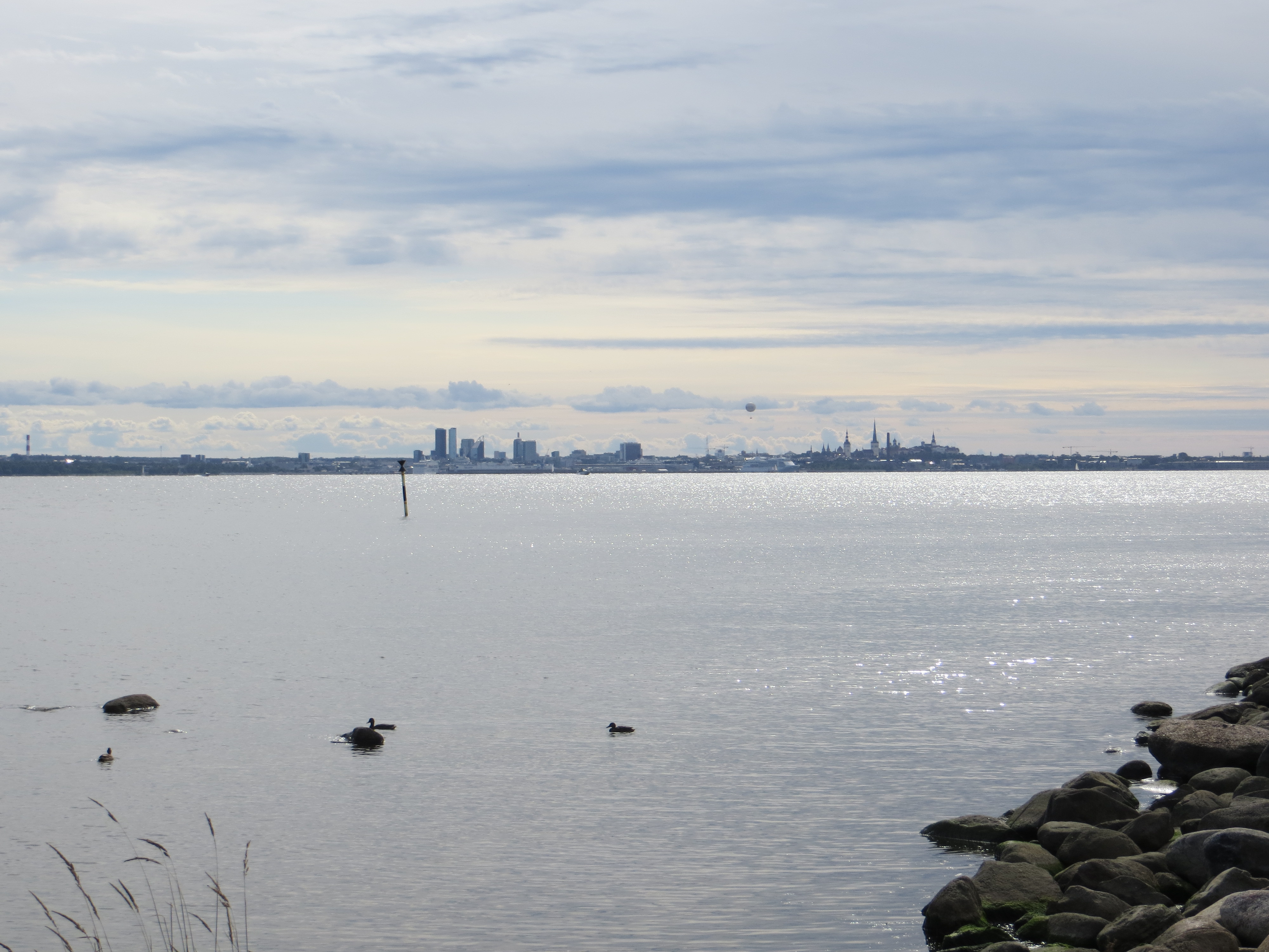 Die Skyline von Tallinn aus der Ferne.